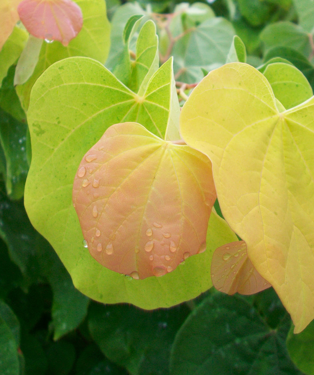 A close up of the multi-colored foliage of the Rising Sun Redbud, showing off the dark green, lime green, yellow and rosy-pink heart shaped leaves with water droplets on them