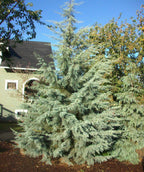 Stand alone, impressive Blue Ice cypress evergreen tree in a landscape