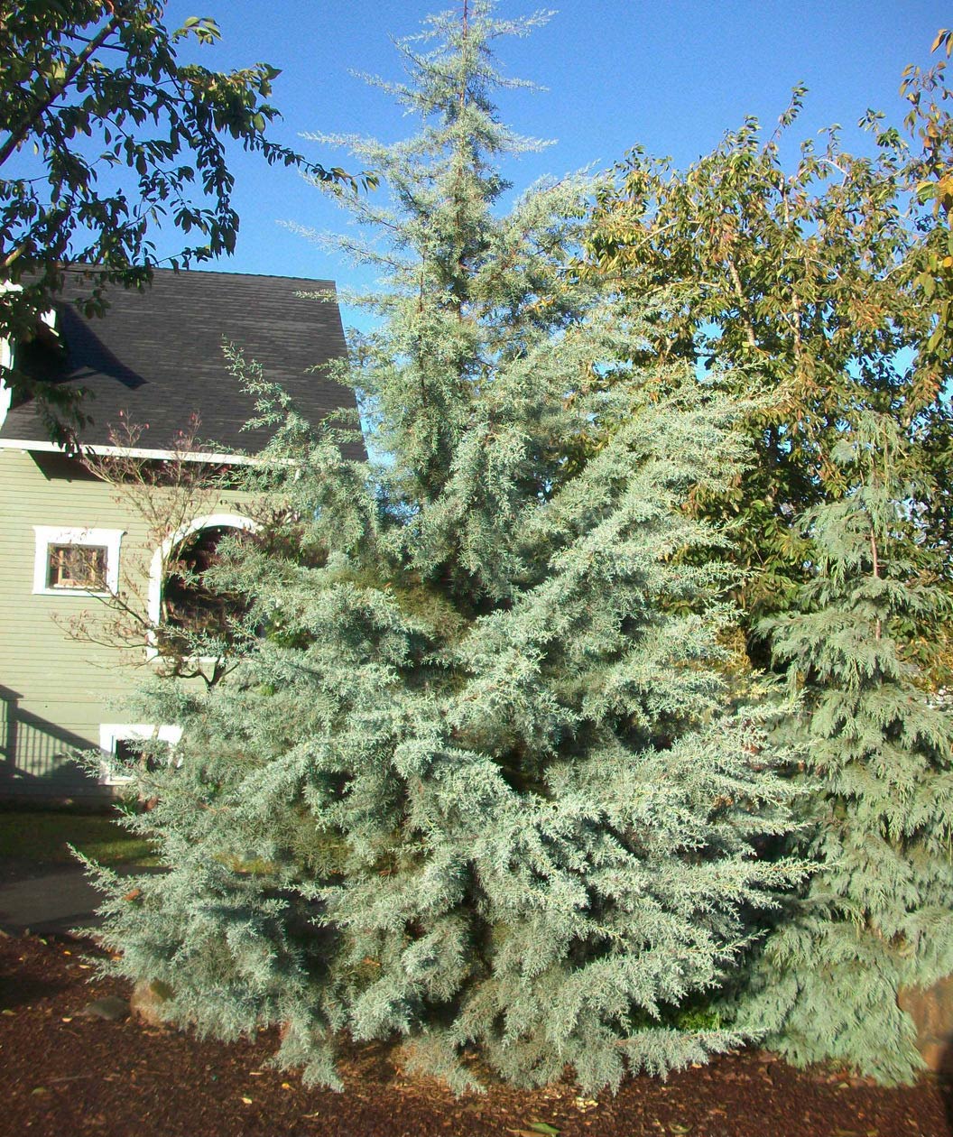 Stand alone, impressive Blue Ice cypress evergreen tree in a landscape