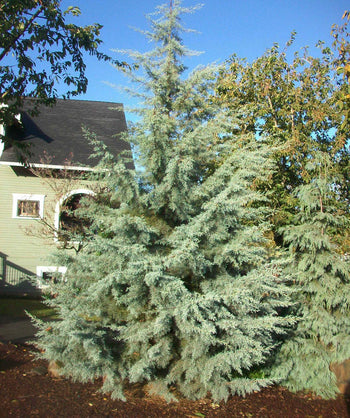 Stand alone, impressive Blue Ice cypress evergreen tree in a landscape