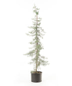 Blue Ice Cypress evergreen trees in a container, fresh from the grower