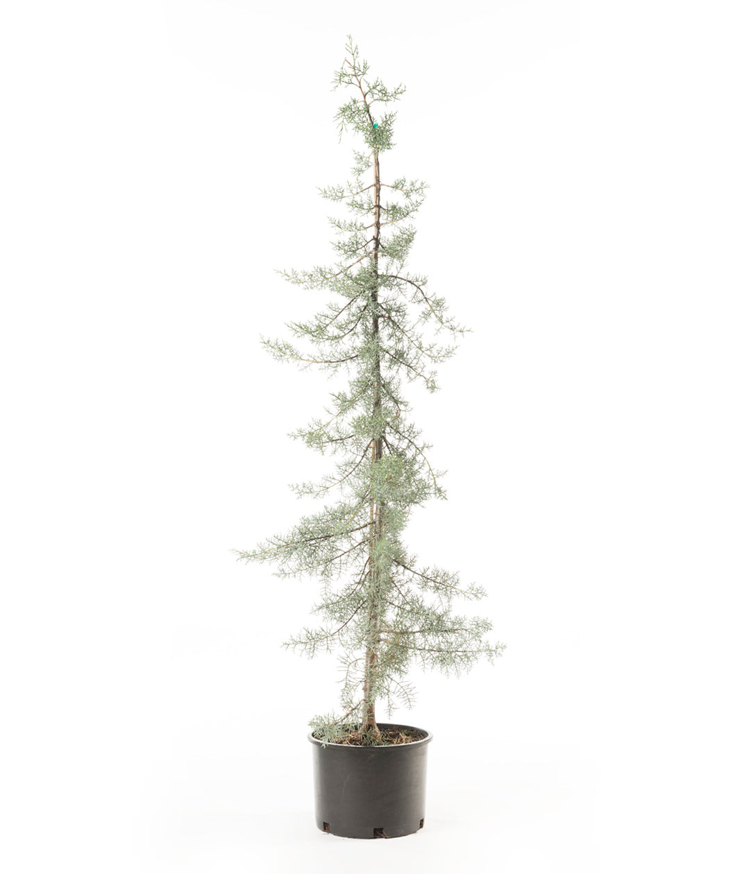 Blue Ice Cypress evergreen trees in a container, fresh from the grower