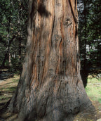 Close-up of California Incense Cedar trunk showing thick, furrowed bark with warm reddish-brown tones