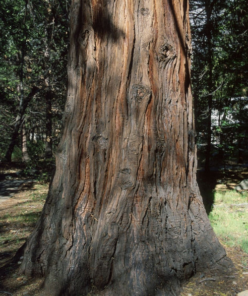 Close-up of California Incense Cedar trunk showing thick, furrowed bark with warm reddish-brown tones