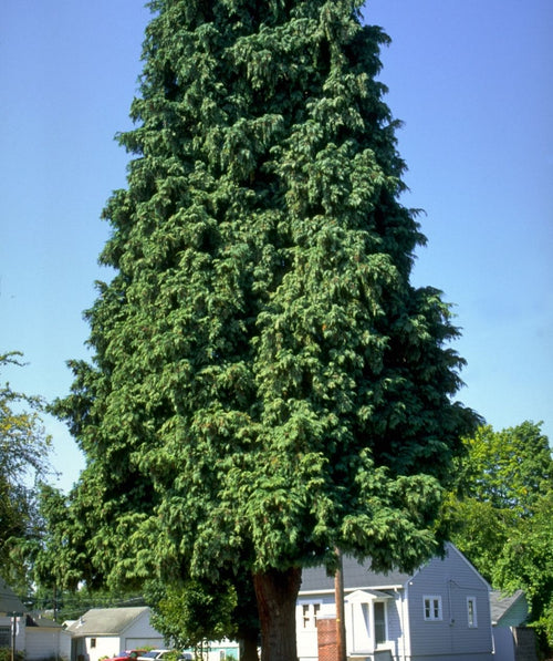 California Incense Cedar with a tall, dense evergreen canopy in a sunny yard near homes