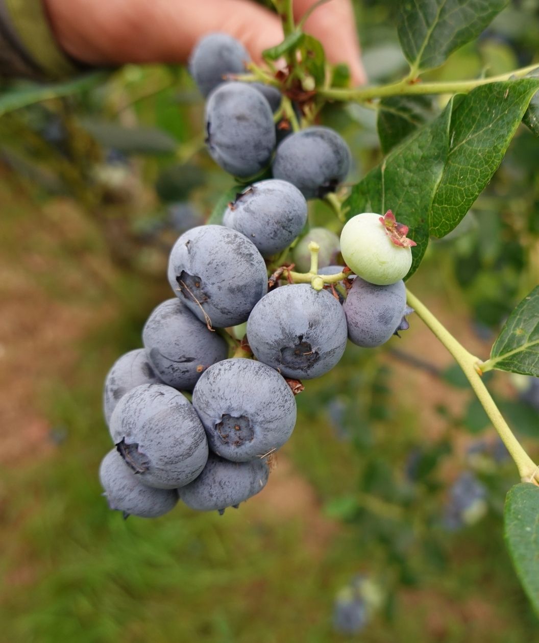 Calypso Highbush Blueberry