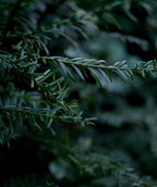 A closeup of the deep green needled foliage of the Canadian Hemlock.