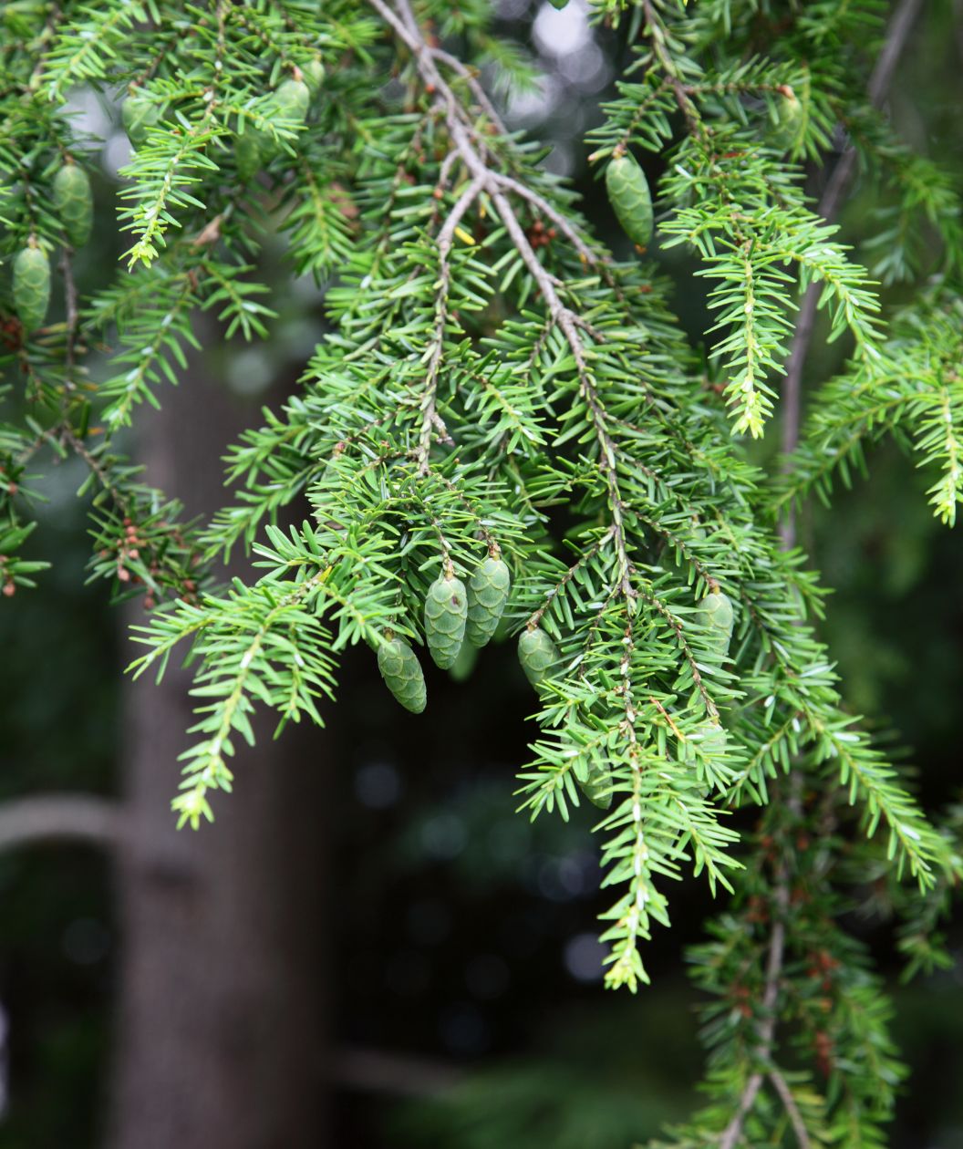 A closeup of the bright green, evergreen foliage belonging to the Canadian Hemlock as the green pinecones begin to emerge.