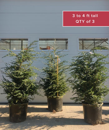 3 to 4 foot tall Canadian Hemlock Evergreen Trees in a set of 3; real crop photos.