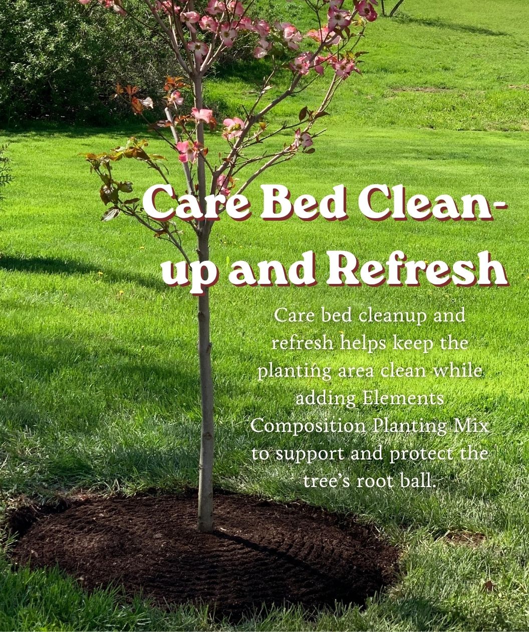 Newly planted flowering tree with fresh mulch ring and Care Bed Clean-up and Refresh text overlay