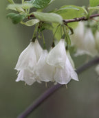 A closeup of the delicate, white bell-like flowers hanging on the branches of the Carolina Silverbell.