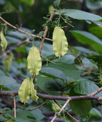 A closeup of the lime green seed pods on the branches of the Carolina Silverbell.