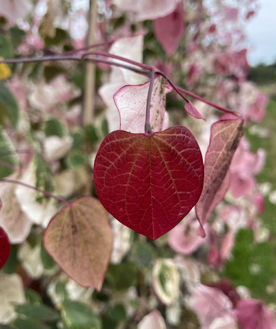 A closeup of the heart-shaped foliage of the Carolina Sweetheart Redbud, showing the wide range of foliage colors - maroon, pink, white, and green. 