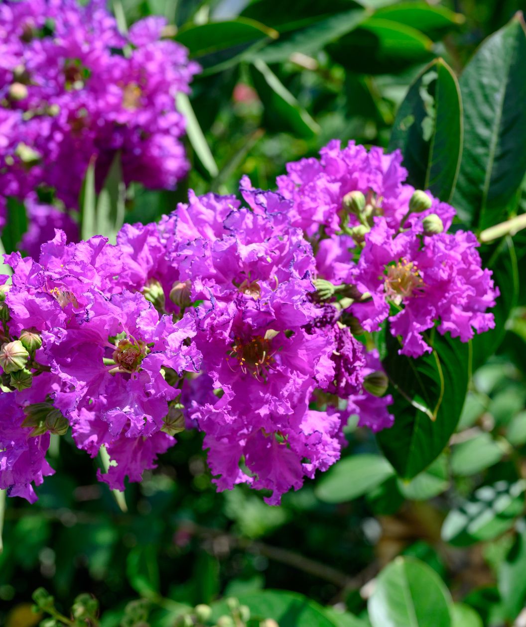 Catawba Crape Myrtle