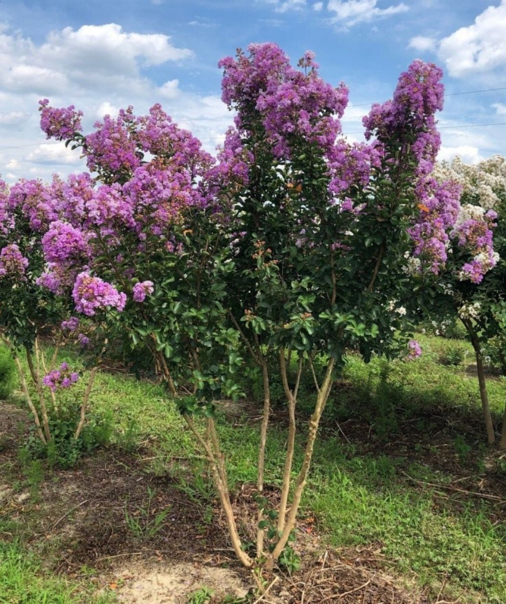 A multi-trunk crape myrtle stands in a field, topped with large clusters of bright lavender-purple blooms above glossy green foliage, with more flowering trees and a blue sky with puffy clouds in the background.