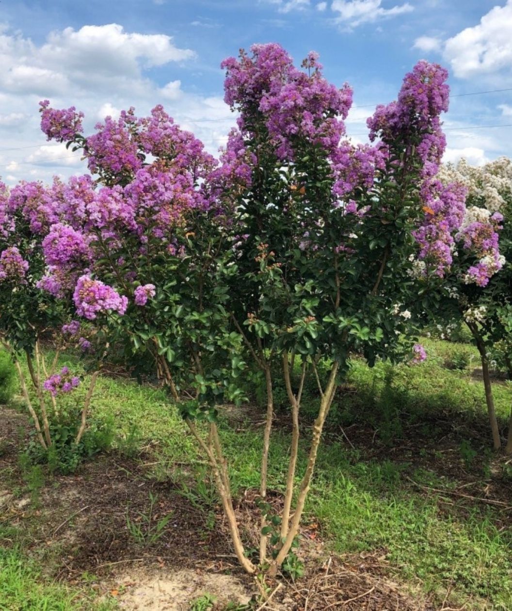 A multi-trunk crape myrtle stands in a field, topped with large clusters of bright lavender-purple blooms above glossy green foliage, with more flowering trees and a blue sky with puffy clouds in the background.