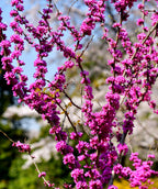 Bubble Gum Redbud tree branches full of hot pink redbud blooms
