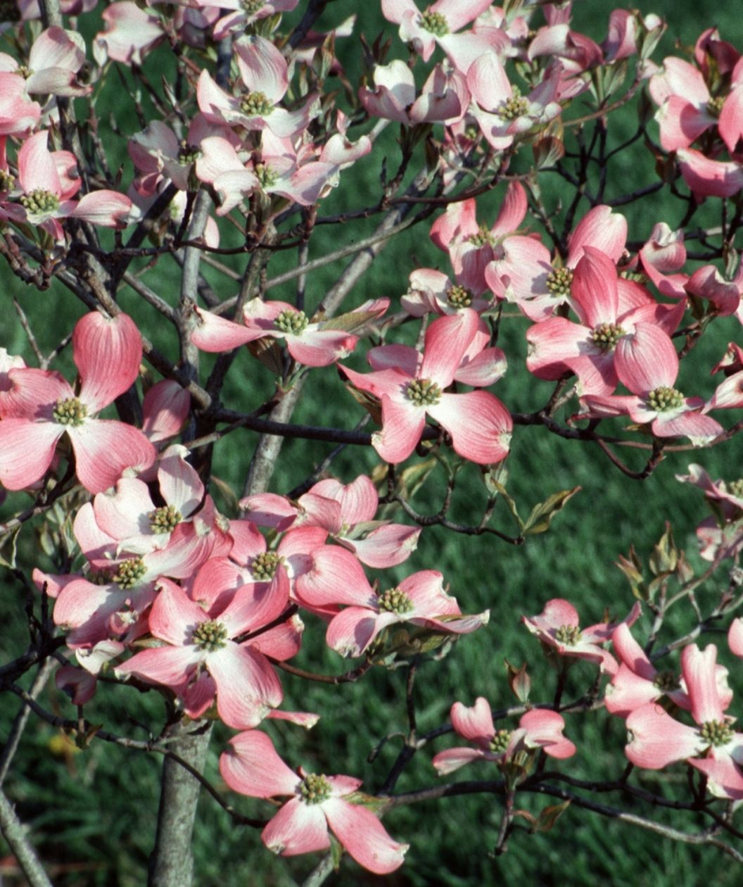 Close up of the Cherokee Chief Dogwood Flowers with light pink blooms with a white middle