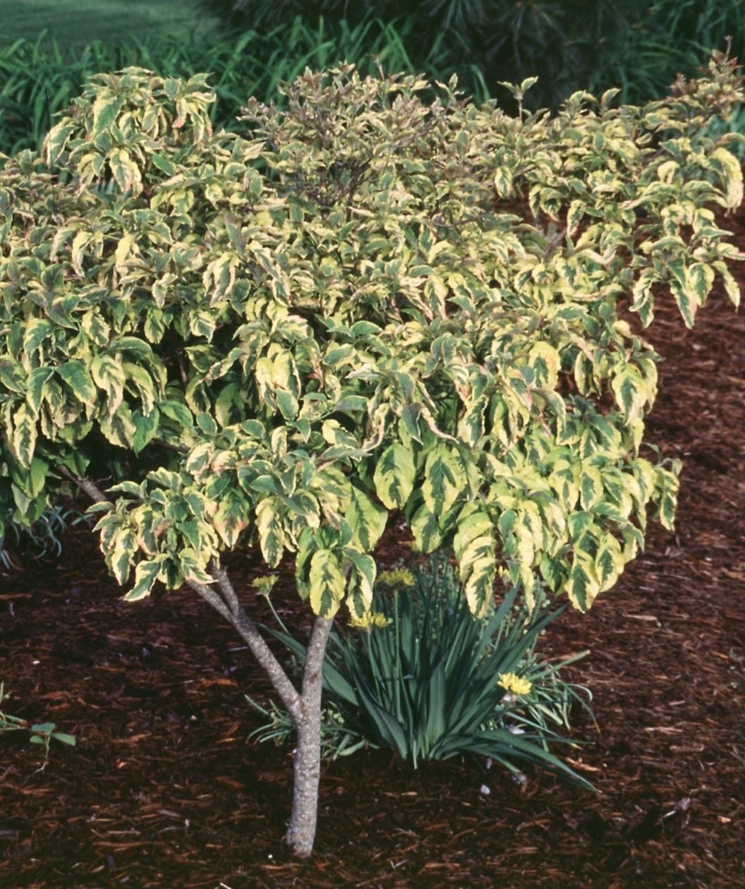 Cherokee Sunset Flowering Dogwood