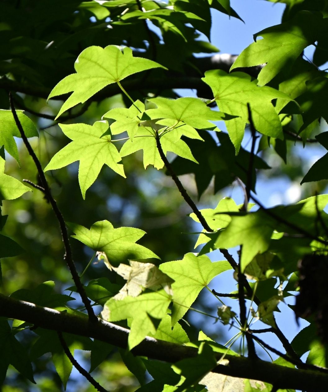 Sunlit, bright-green sweetgum leaves with star-shaped lobes glow against a soft, blurry blue-and-green background, crisscrossed by dark slender branches.