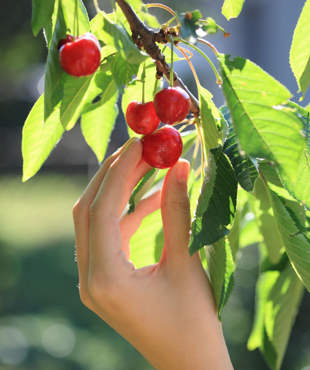 Fresh picked cherries