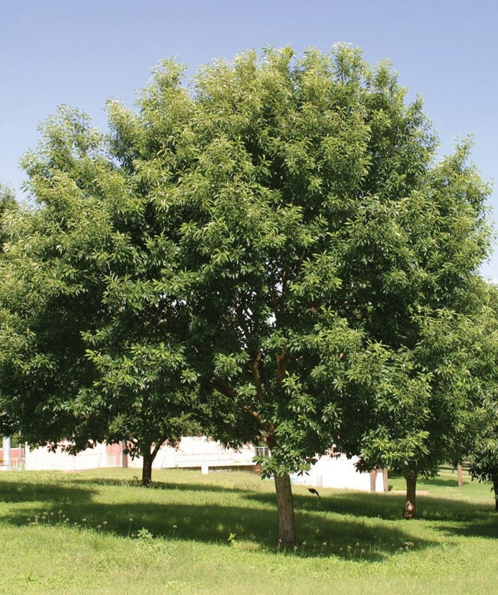 A mature chinkapin oak with a broad, rounded canopy of dense green leaves, standing in a sunny grassy field under a pale blue sky, with a few other trees spaced behind it.