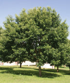 A mature chinkapin oak with a broad, rounded canopy of dense green leaves, standing in a sunny grassy field under a pale blue sky, with a few other trees spaced behind it.