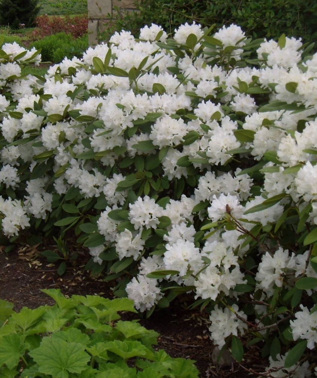 A low, spreading rhododendron shrub blanketed in rounded clusters of bright white blooms, with thick, glossy evergreen leaves, growing in a mulched garden bed with other greenery in the background.