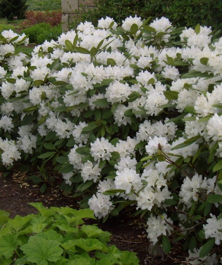 Chionoides Rhododendron | 2XL SHRUB | 30-36 in. wide, 24-30 in. tall | Ships in
