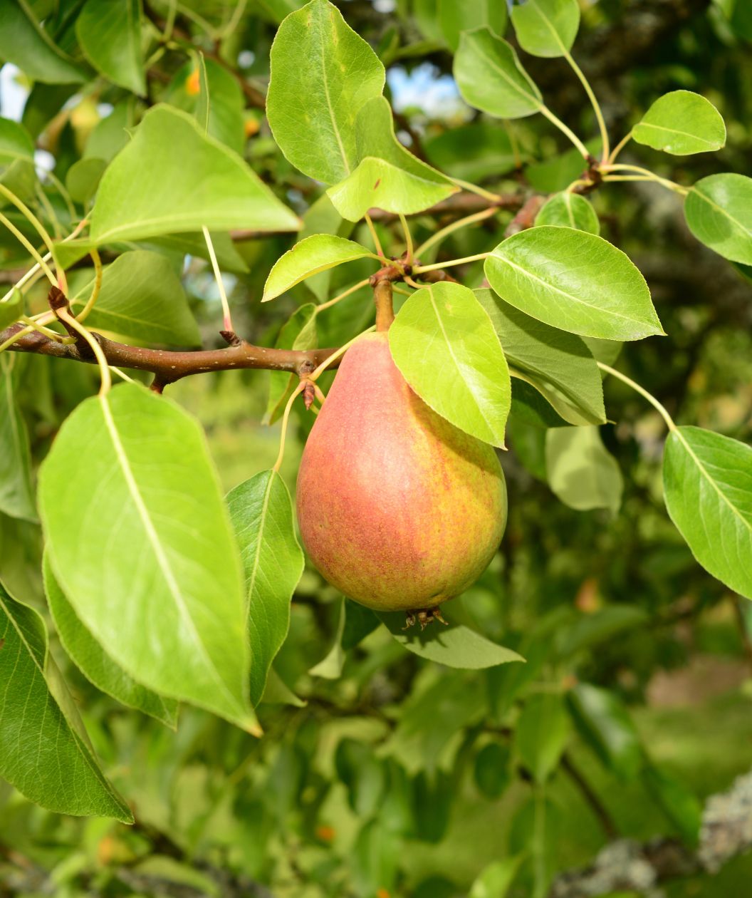 Close up of Clapp's European Pear, two green and red colored fruit growing on a tree
