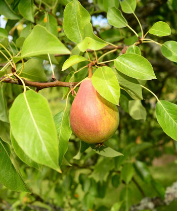 Close up of Clapp's European Pear, two green and red colored fruit growing on a tree