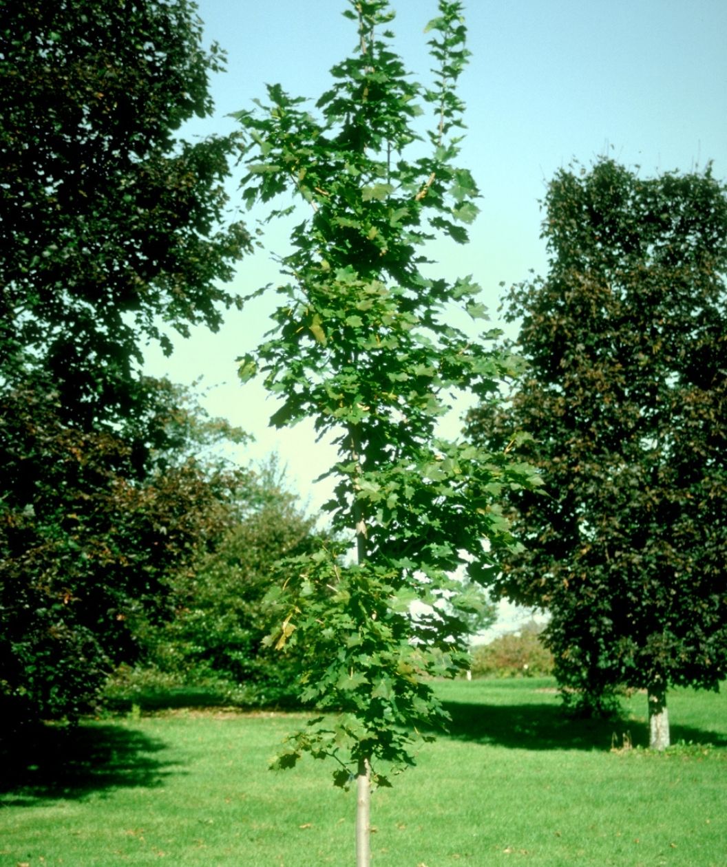 Cleveland Norway Maple with a narrow upright shape and rich green foliage in a sunny landscape