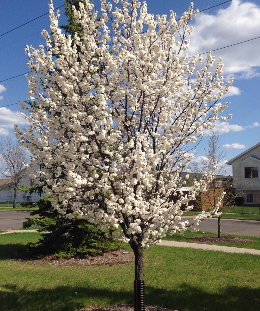 A young Cleveland Select flowering pear tree covered in dense clusters of white spring blossoms, standing in a sunny suburban yard with a blue sky and scattered clouds, a street and houses in the background, and a black trunk guard at the base.