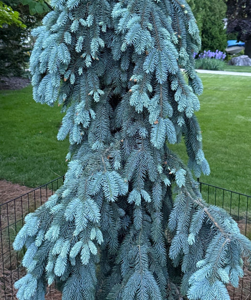 Weeping branches of silvery-blue foliage