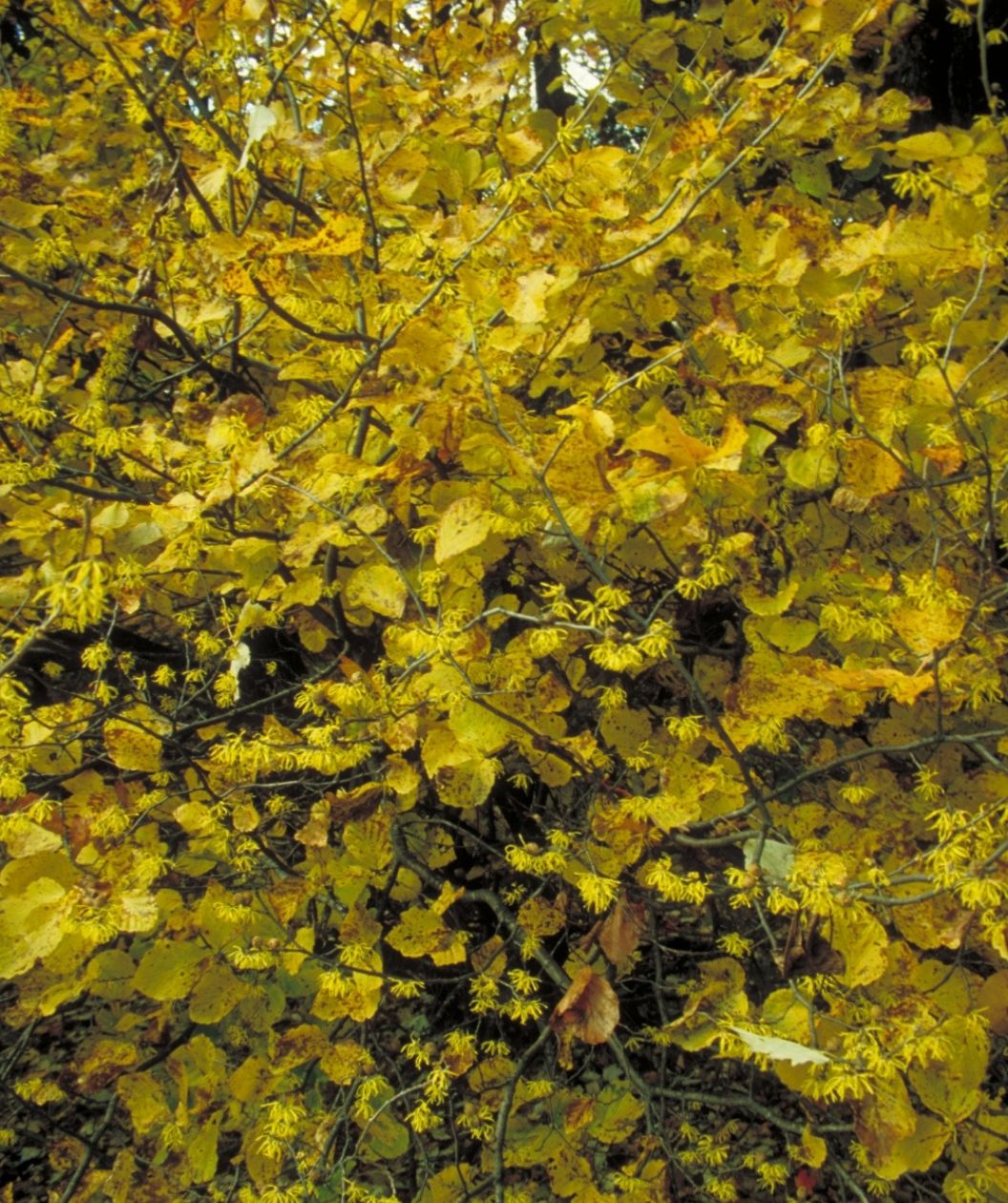 A dense thicket of common witchhazel with bright golden-yellow fall leaves and scattered tiny, ribbon-like yellow flowers threaded through thin gray branches.