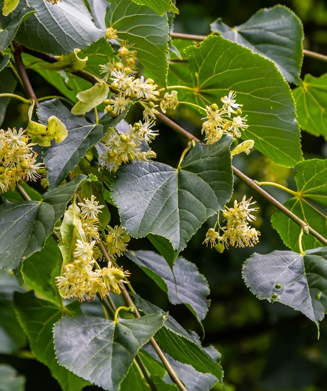 Corinthian Linden branch with pale yellow flowers and heart-shaped green leaves in bloom