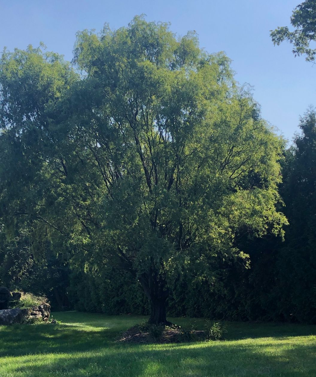 A large Corkscrew Willow planting in an open yard, covered in the green leaves against a bright blue sky
