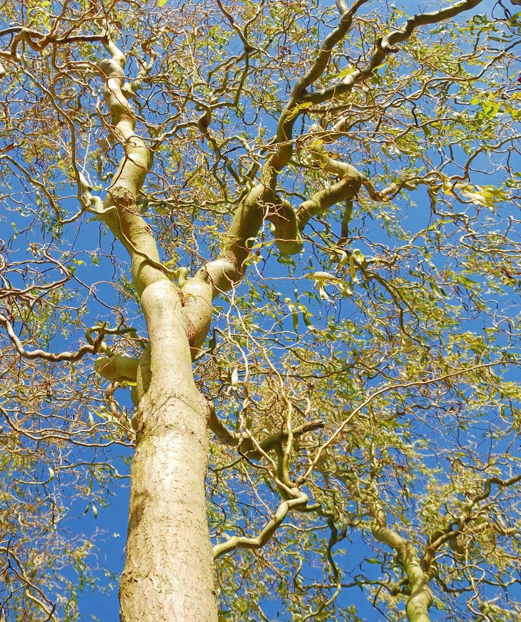 A view up into the twisted branching structure of the Corkscrew Willow, showing off the yellow-tinted bark and thin leaves as they begin to emerge against the bright blue sky 