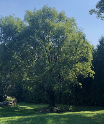 A large Corkscrew Willow planting in an open yard, covered in the green leaves against a bright blue sky