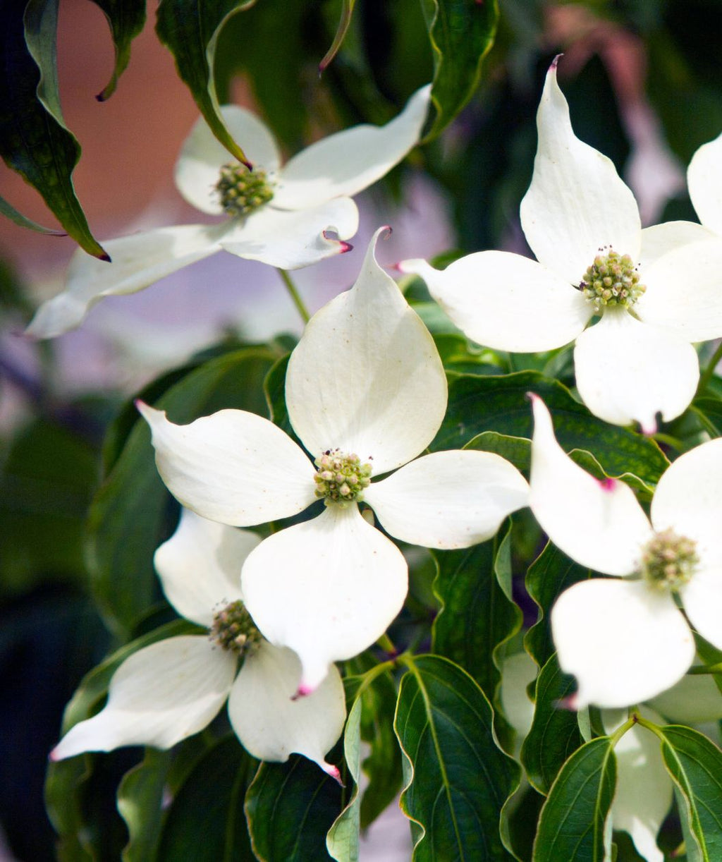 Galilean® Chinese Dogwood tree with large white blooms