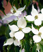 Galilean® Chinese Dogwood tree with large white blooms