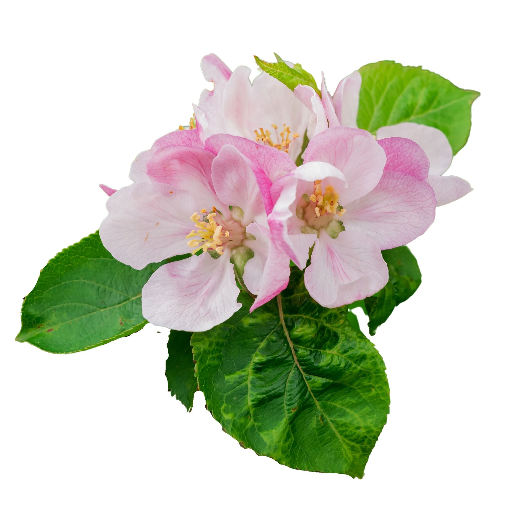 Shop mature flowering crabapple trees for your outdoor space