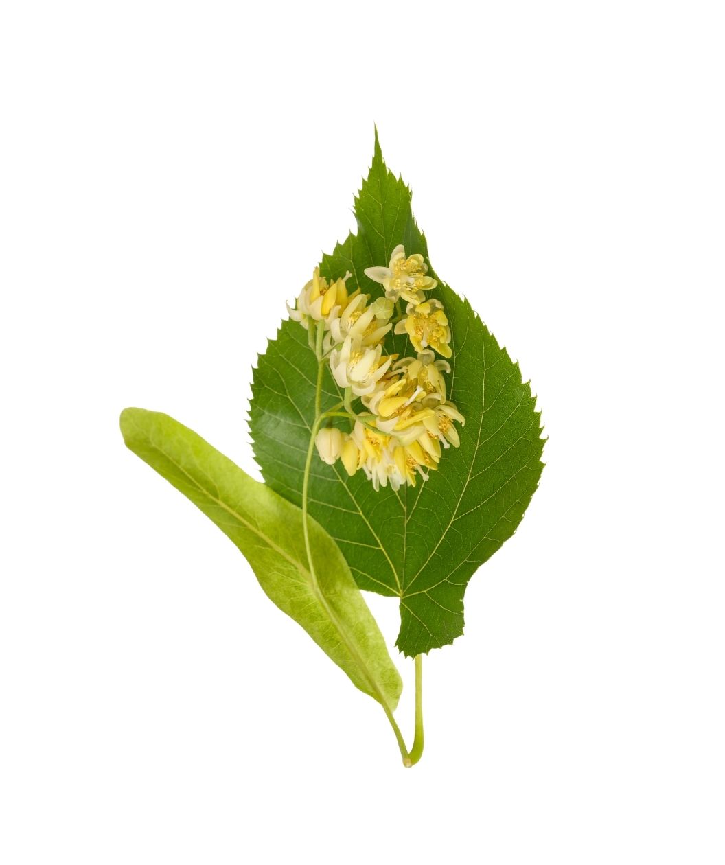 Crimean Linden leaf and pale yellow flower cluster isolated on a white background