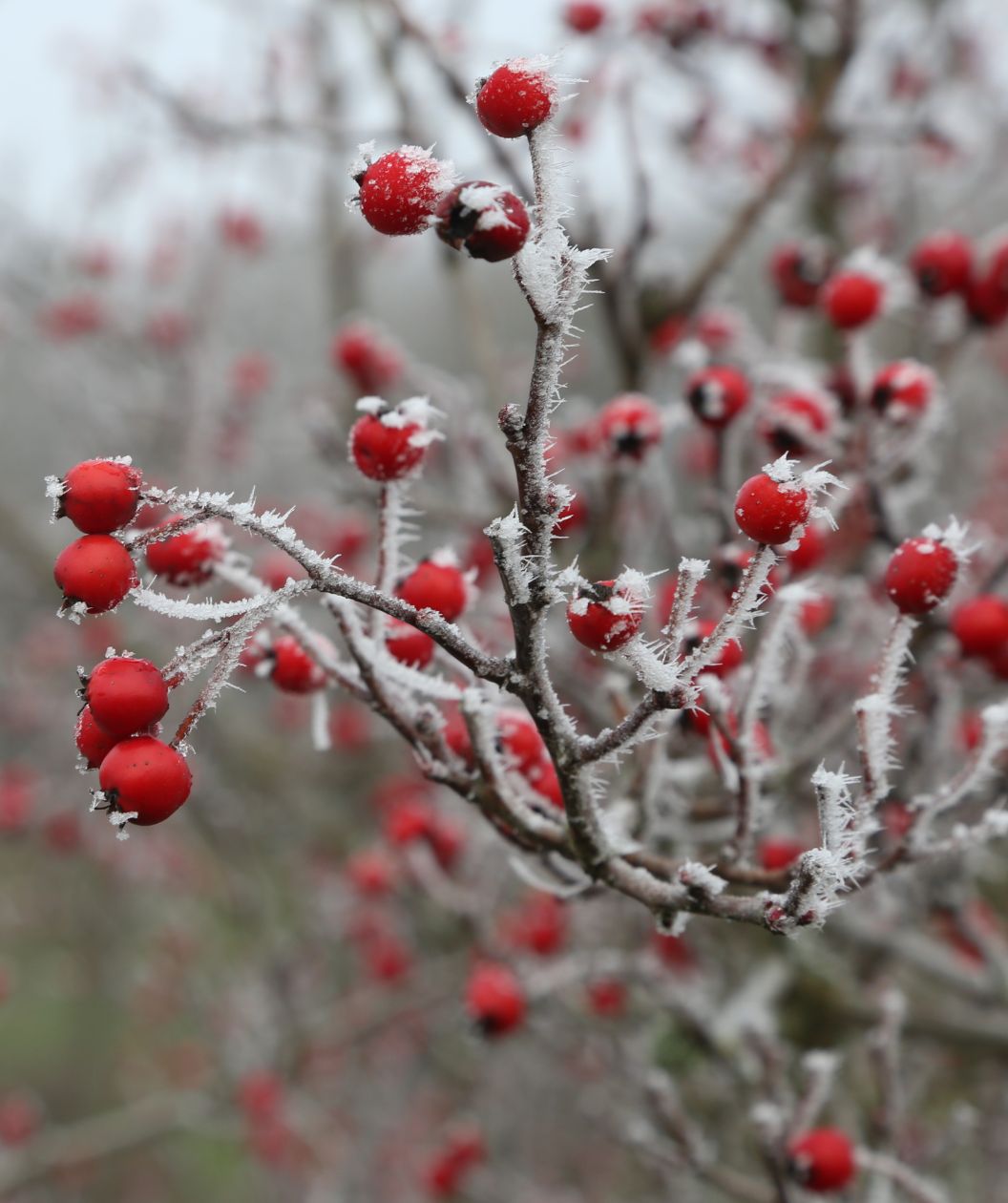 A closeup of the cherry red berries hanging on the branch of a Crimson Cloud Hawthorn with ice frozen on them.