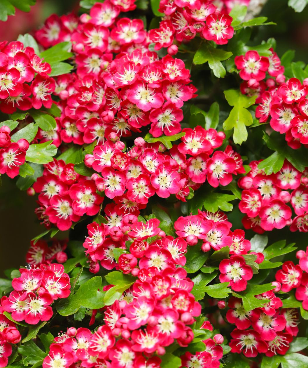 Crimson Cloud Hawthorn | Bower & Branch