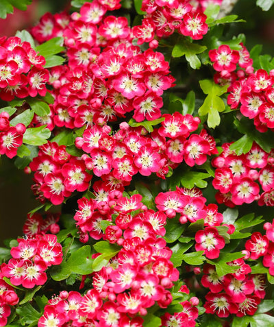 A closeup of the Crimson Cloud Hawthorn's vibrant dark pink to red blooms with a bright white and yellow center against the bright green foliage.
