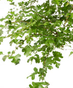 A closeup of the bright green leaves of the Crimson Cloud Hawthorn against a white background. 