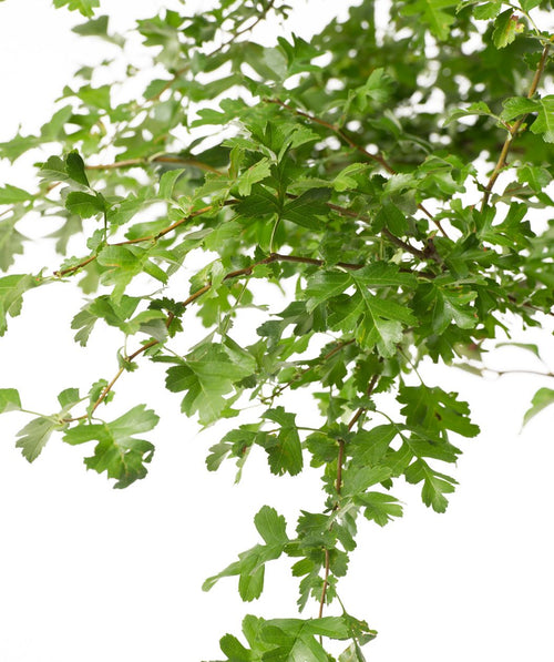 A closeup of the bright green leaves of the Crimson Cloud Hawthorn against a white background. 