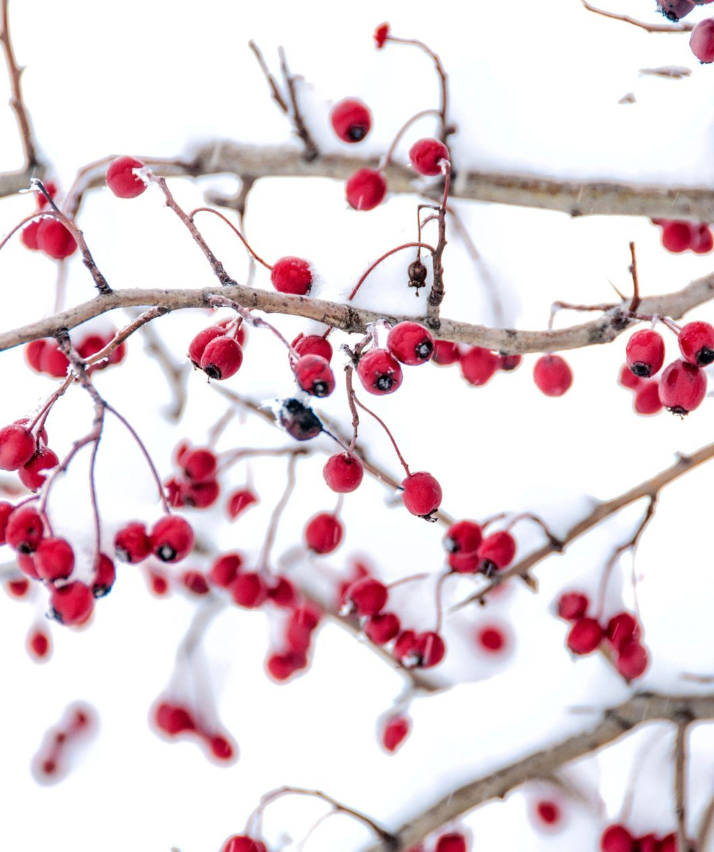 A closeup of the bright cherry red berries of the Crimson Cloud Hawthorn hanging on the branches while covered in snow.
