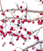 A closeup of the bright cherry red berries of the Crimson Cloud Hawthorn hanging on the branches while covered in snow.